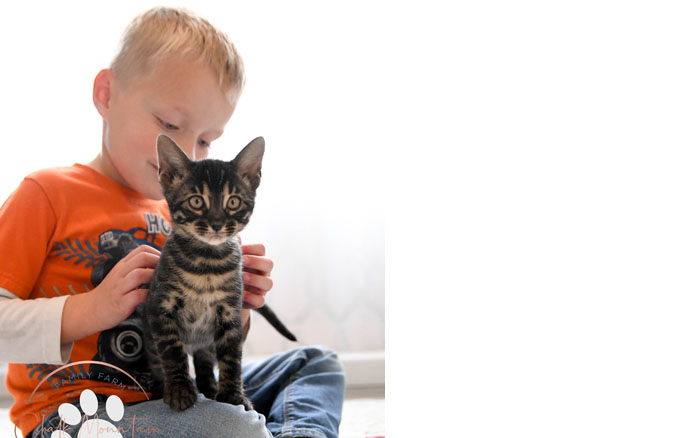 Bengal kitten for sale